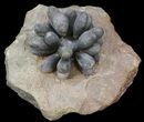 Club Urchin (Firmacidaris) Fossil - Jurassic #39145-1